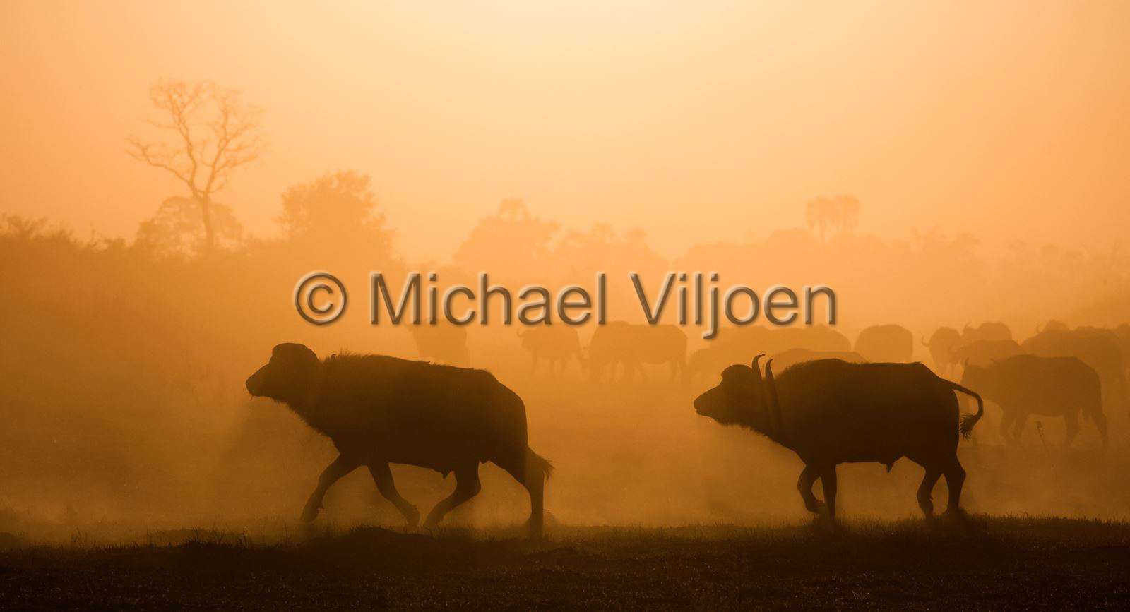 Mammals Photography